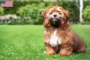 Read more about the article Shichon tenyésztők és kölykök az USA-ban