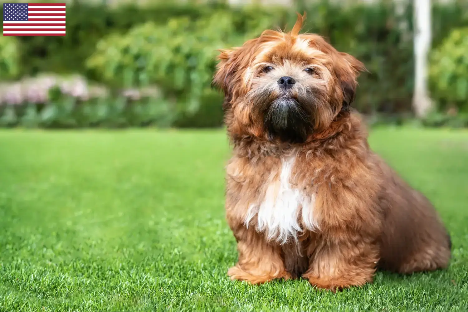 Read more about the article Shichon tenyésztők és kölykök az USA-ban