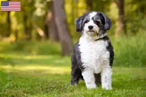 Read more about the article Shih-Poo tenyésztők és kölykök az USA-ban