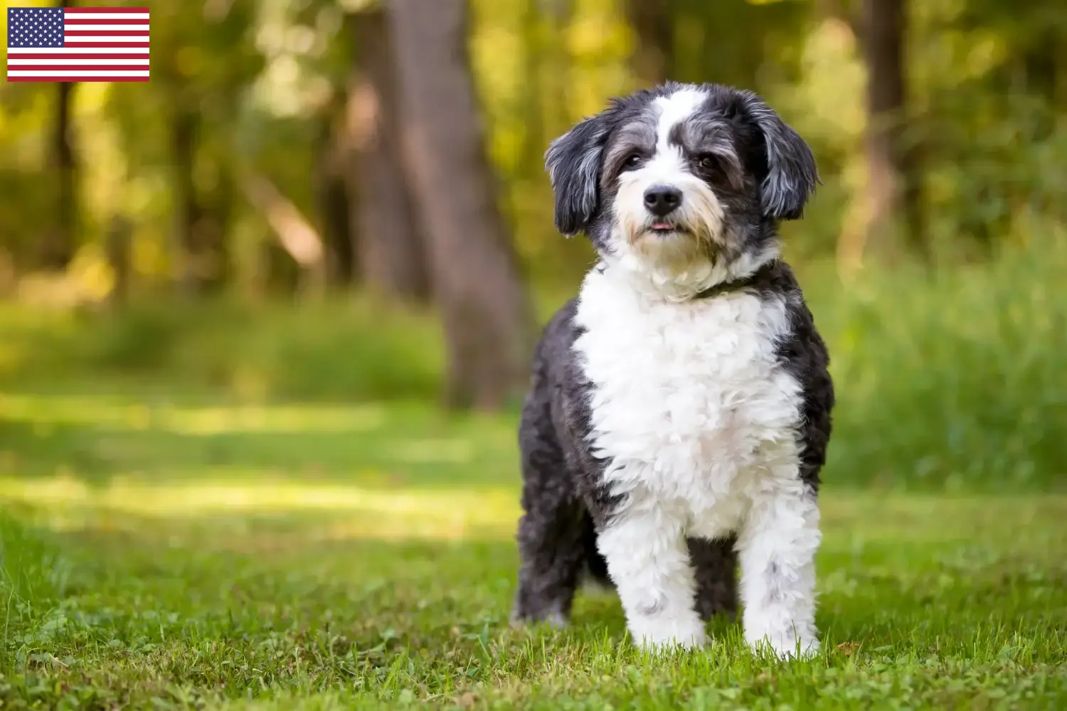 Read more about the article Shih-Poo tenyésztők és kölykök az USA-ban