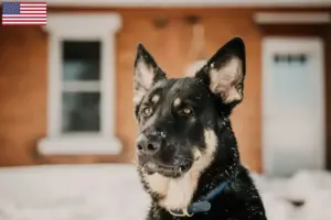 Read more about the article Shiloh Shepherd tenyésztők és kölykök az USA-ban