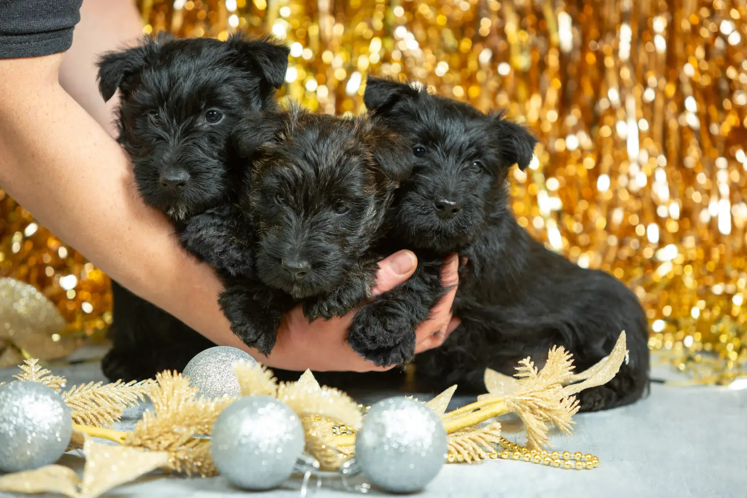 Egy skót terrier kölyökkutya megvásárlása felelősségvállalást jelent! Vásároljon skót terrier kiskutyákat.