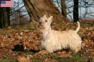 Read more about the article Skót terrier tenyésztők és kölykök az USA-ban