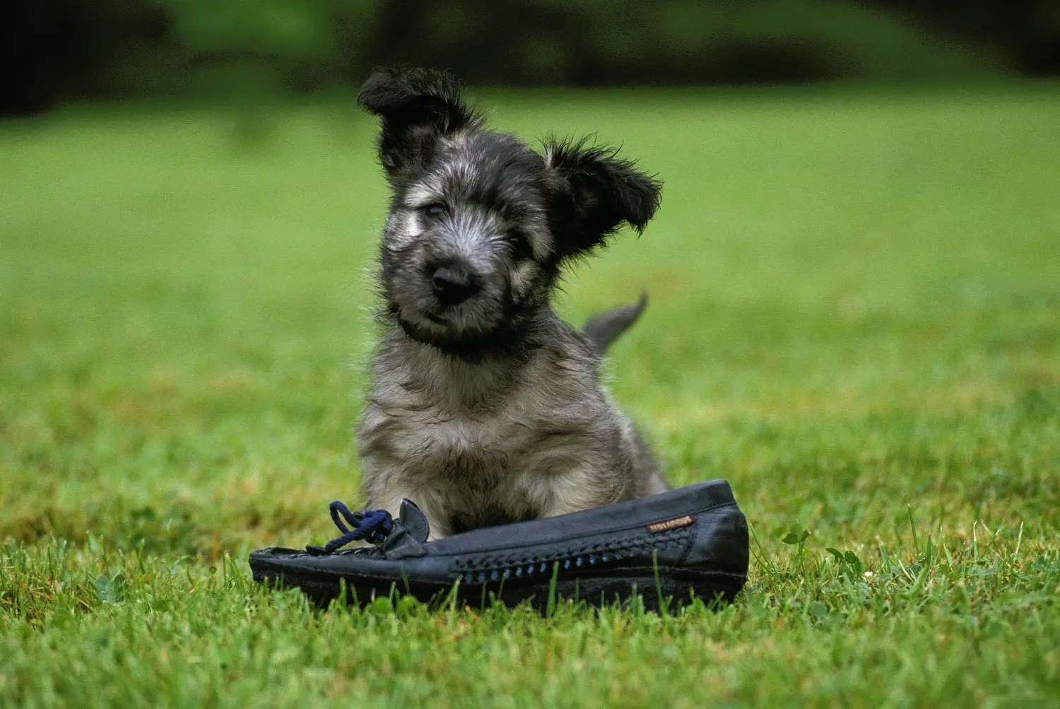 Skye terrier kölyökkutya vásárlása felelősségvállalást jelent! Skye Terrier kiskutyák vásárlása.