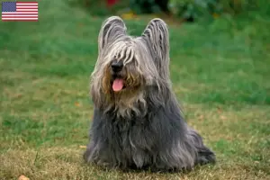 Read more about the article Skye Terrier tenyésztők és kölykök az USA-ban