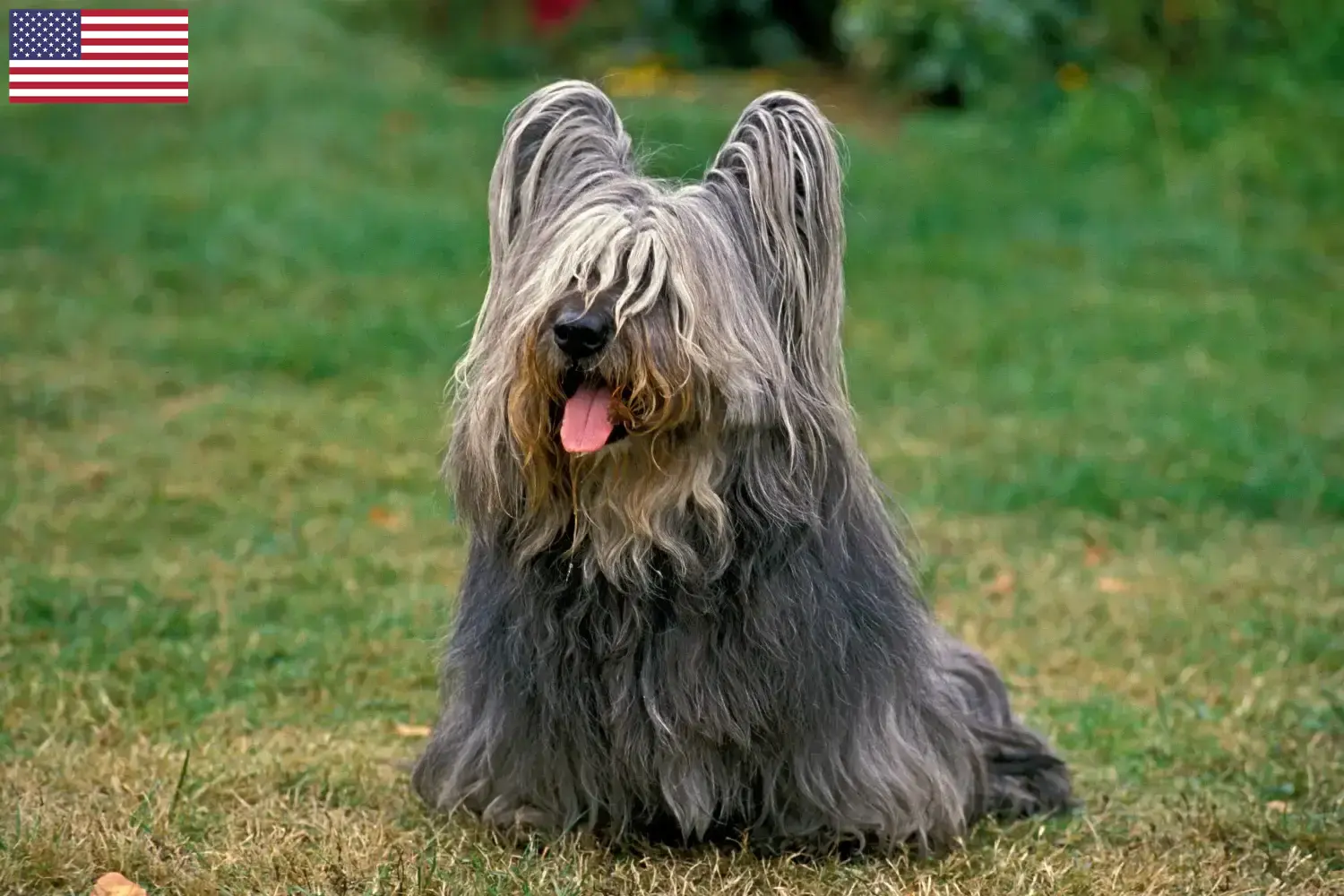 Read more about the article Skye Terrier tenyésztők és kölykök az USA-ban