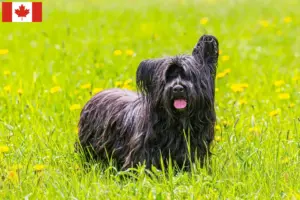 Read more about the article Skye Terrier tenyésztők és kölykök Kanadában