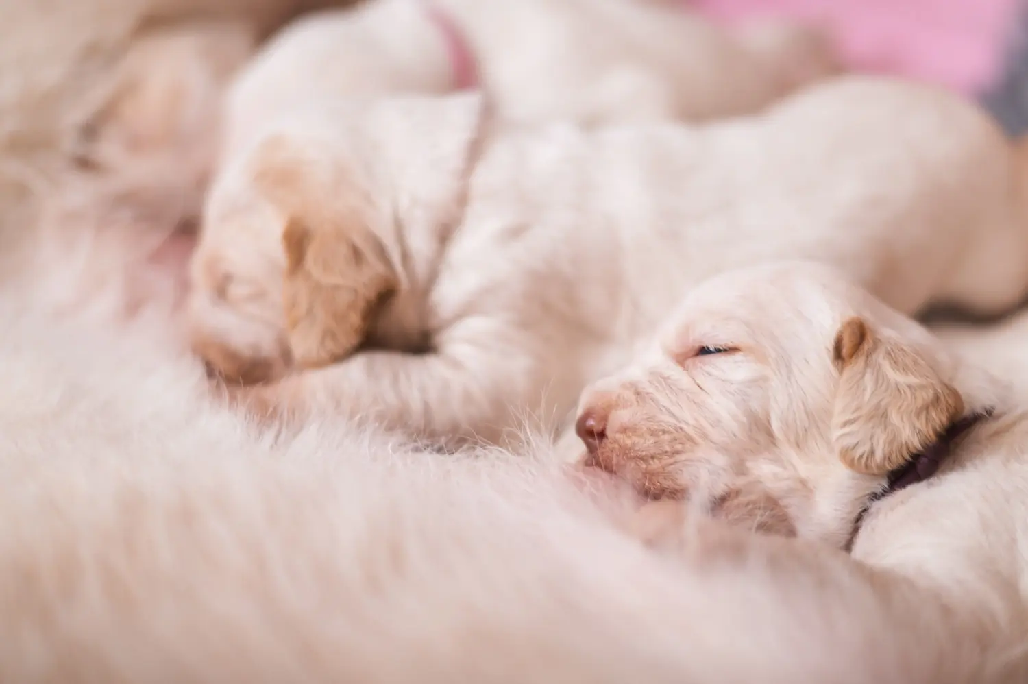 Spinone Italiano kiskutya vásárlása felelősségvállalást jelent! Vásároljon Spinone Italiano kiskutyákat.