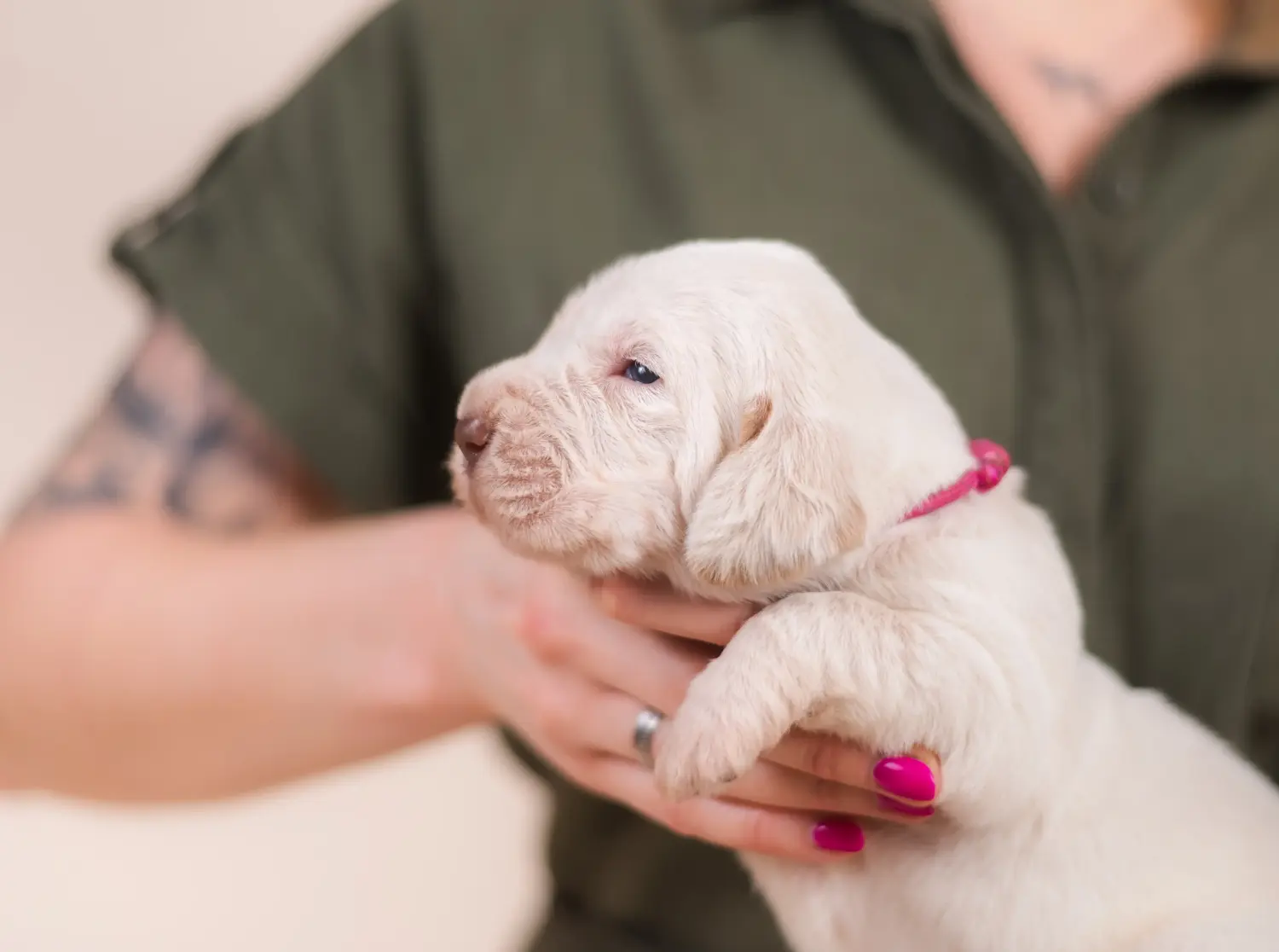 Spinone Italiano kiskutya vásárlása felelősségvállalást jelent! Vásároljon Spinone Italiano kiskutyákat.