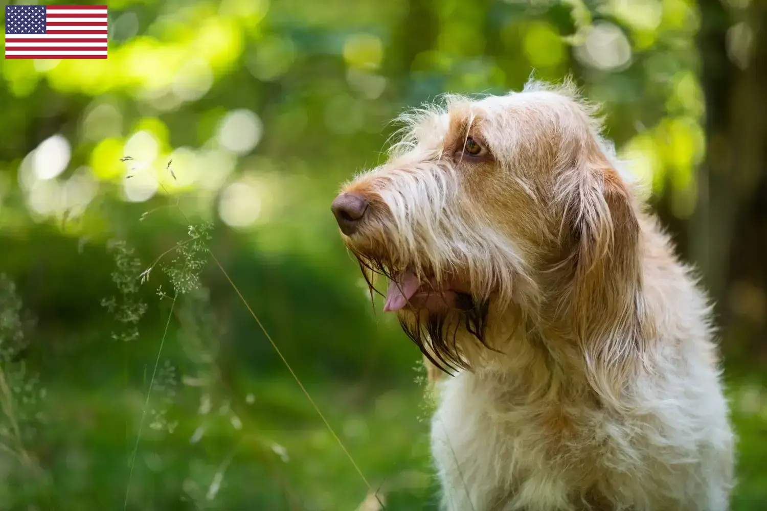 Read more about the article Spinone Italiano tenyésztők és kölykök az USA-ban