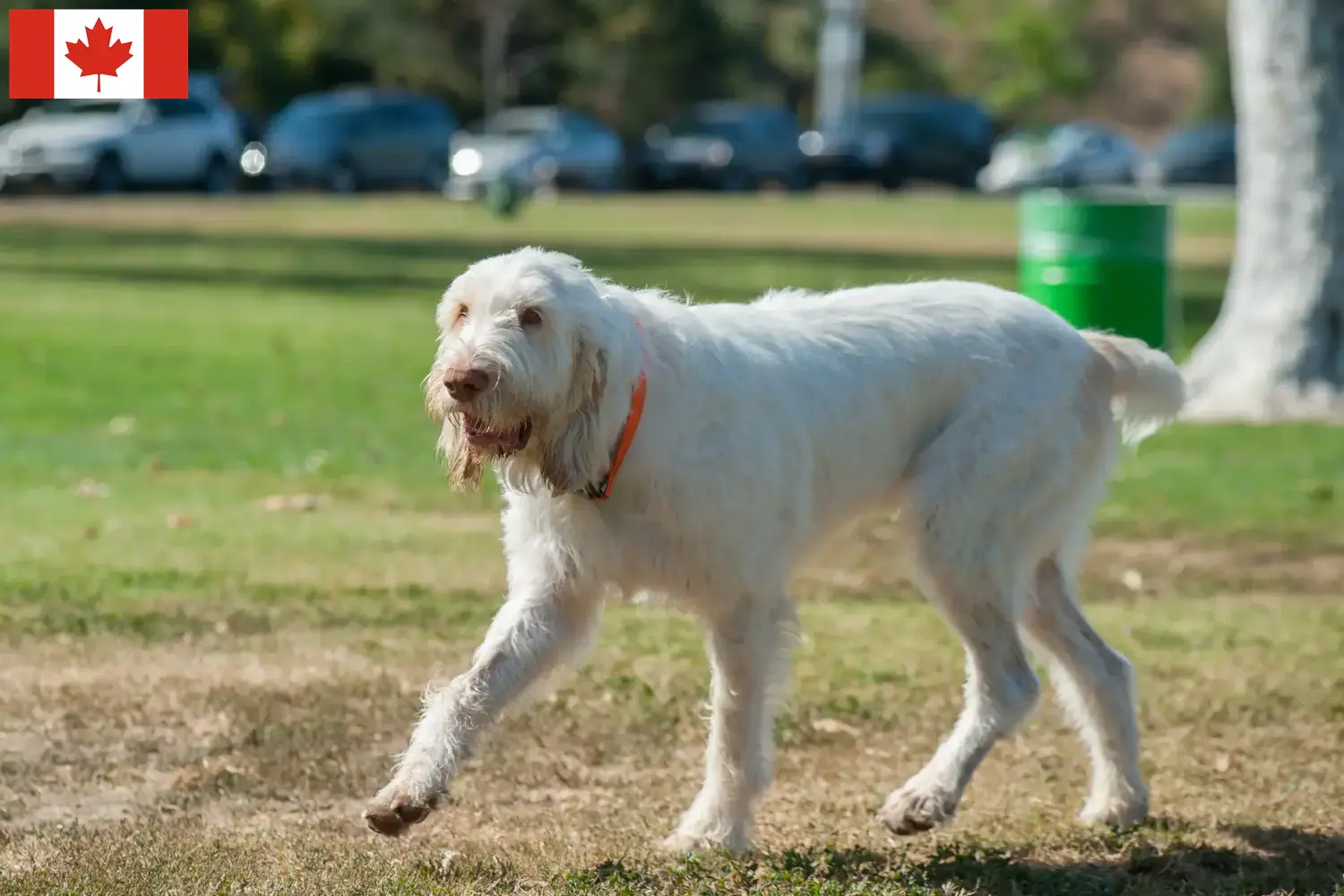 Read more about the article Spinone Italiano tenyésztők és kölykök Kanadában