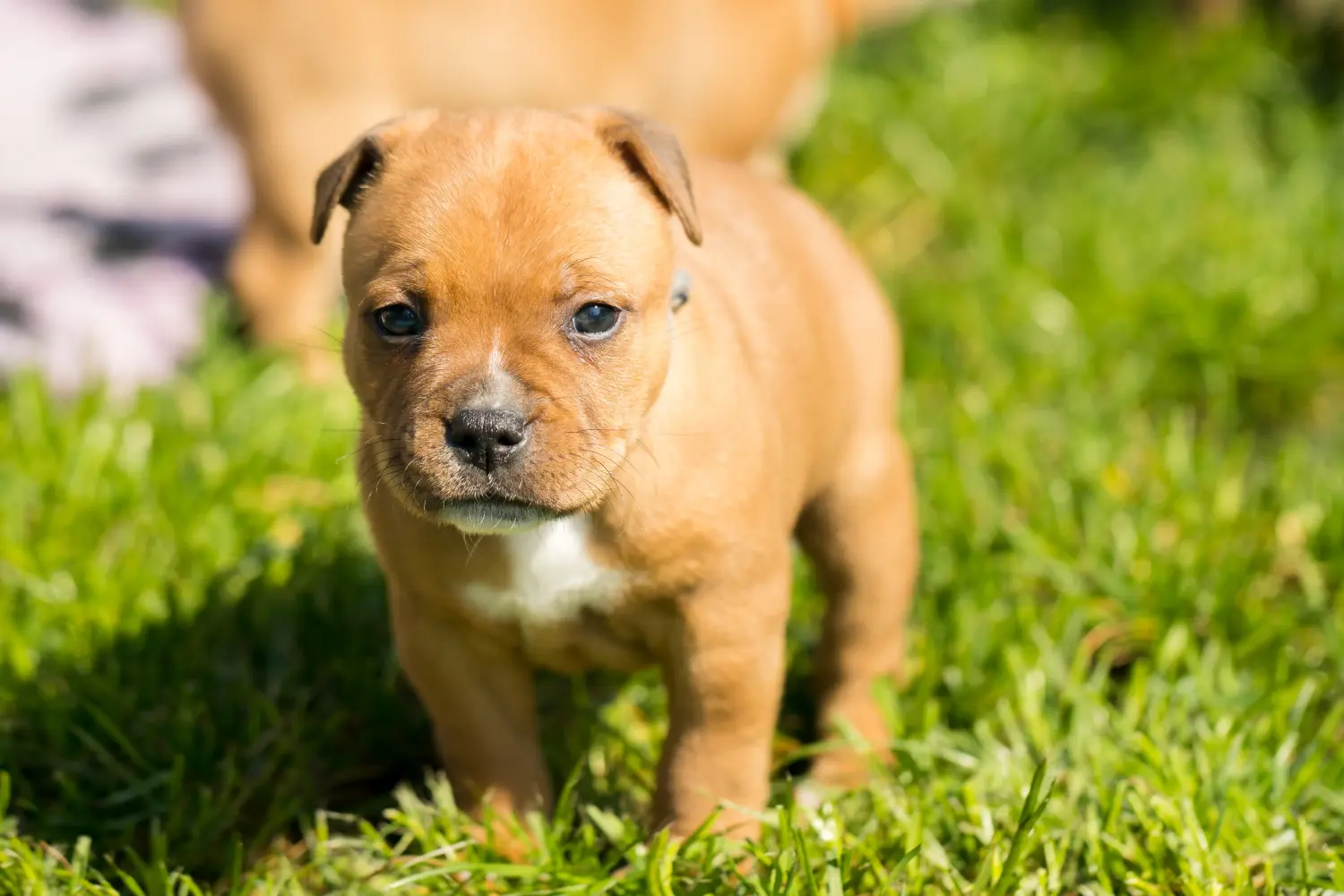 Staffordshire Bullterrier kiskutya vásárlása felelősségvállalást jelent! Staffordshire Bullterrier kölyökkutyák vásárlása.