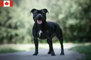 Read more about the article Staffordshire Bull Terrier tenyésztők és kölykök Kanadában