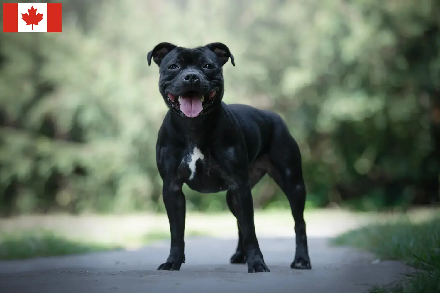 Staffordshire Bull Terrier kölykök és tenyésztők Kanada Staffordshire Bullterrier tenyésztők keresése Kanadában.