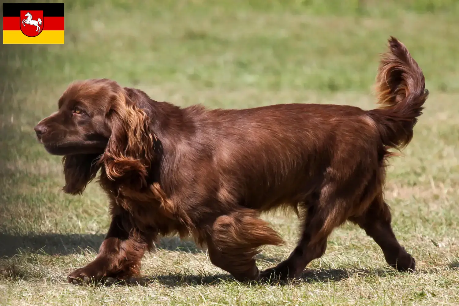 Sussex-Spaniel kölyökkutyák és tenyésztők Alsó-Szászországban Itt találhat Sussex-spániel tenyésztőket Alsó-Szászországban.