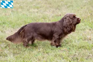 Read more about the article Sussex-Spaniel tenyésztők és kiskutyák Bajorországban