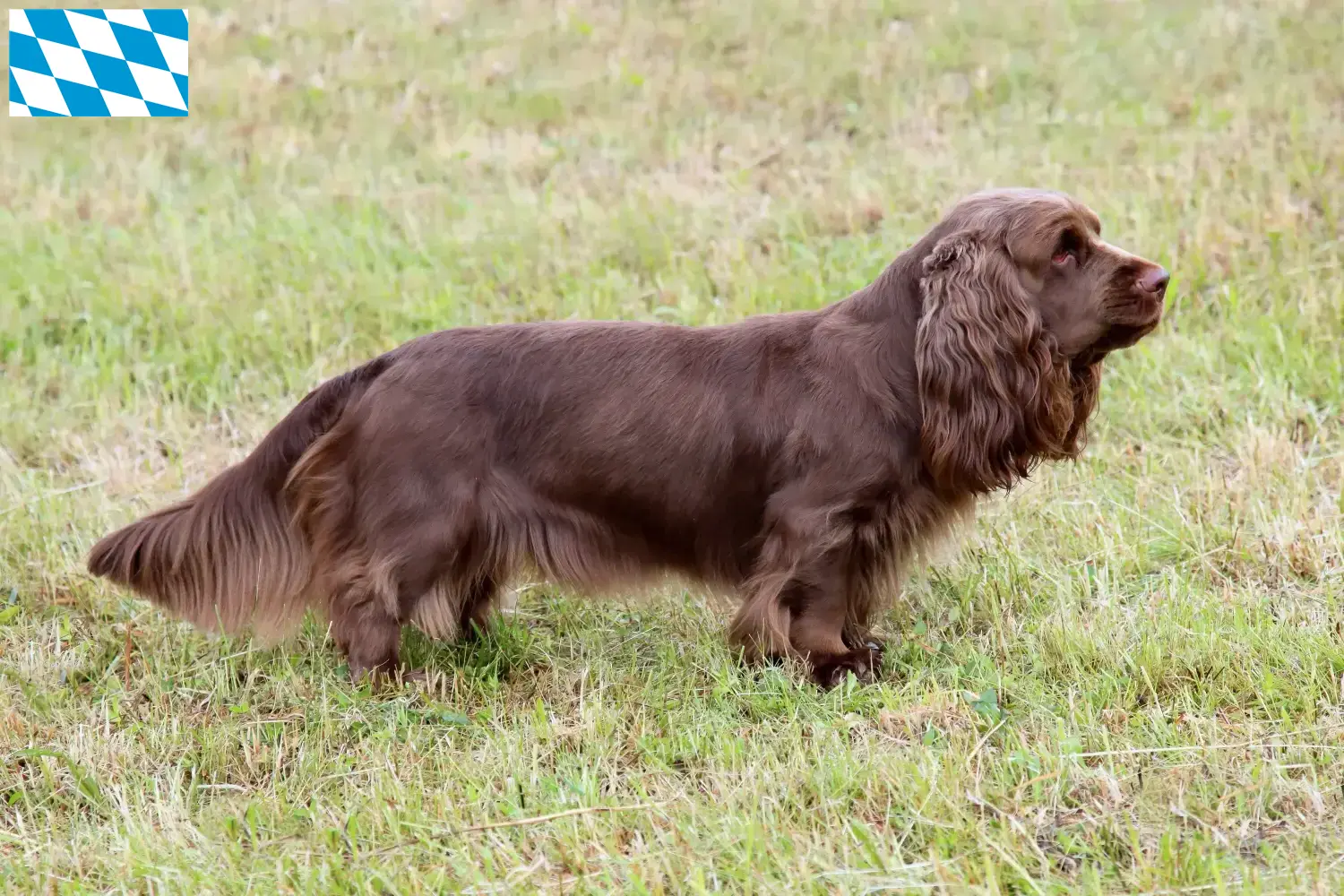 Read more about the article Sussex-Spaniel tenyésztők és kiskutyák Bajorországban