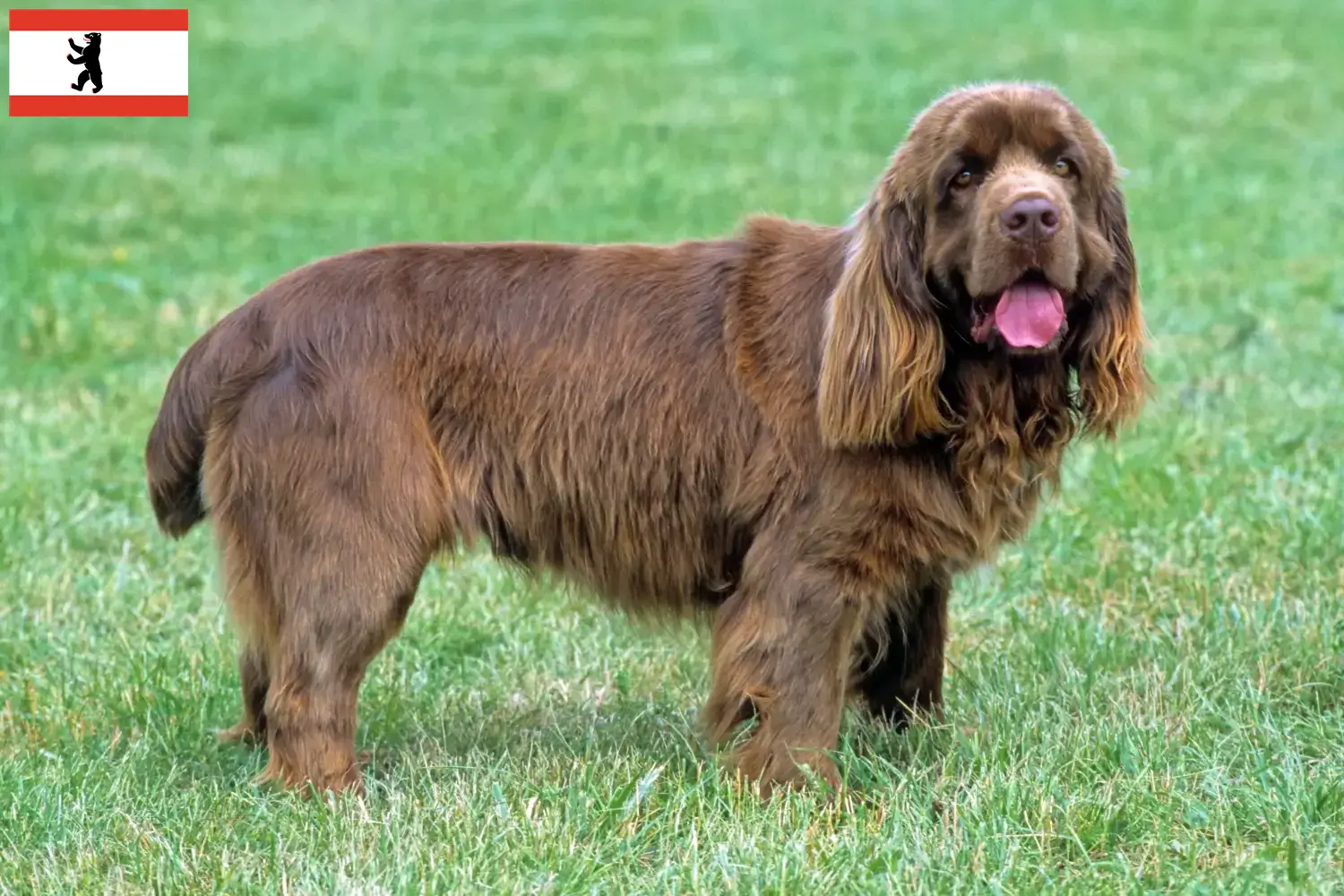 Read more about the article Sussex-Spaniel tenyésztő és kölykök Berlinben