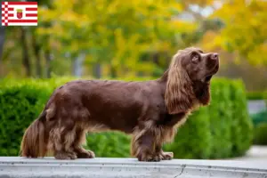 Read more about the article Sussex-Spaniel tenyésztő és kölykök Brémában