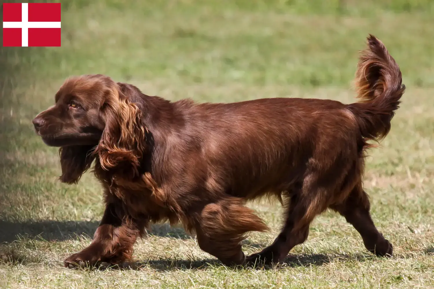 Sussex-Spaniel kiskutyák és tenyésztők Dánia Dánia területén található Sussex-Spaniel tenyésztőket itt találod.