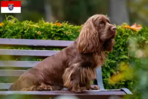 Read more about the article Sussex-Spaniel tenyésztők és kölykök Hessenben