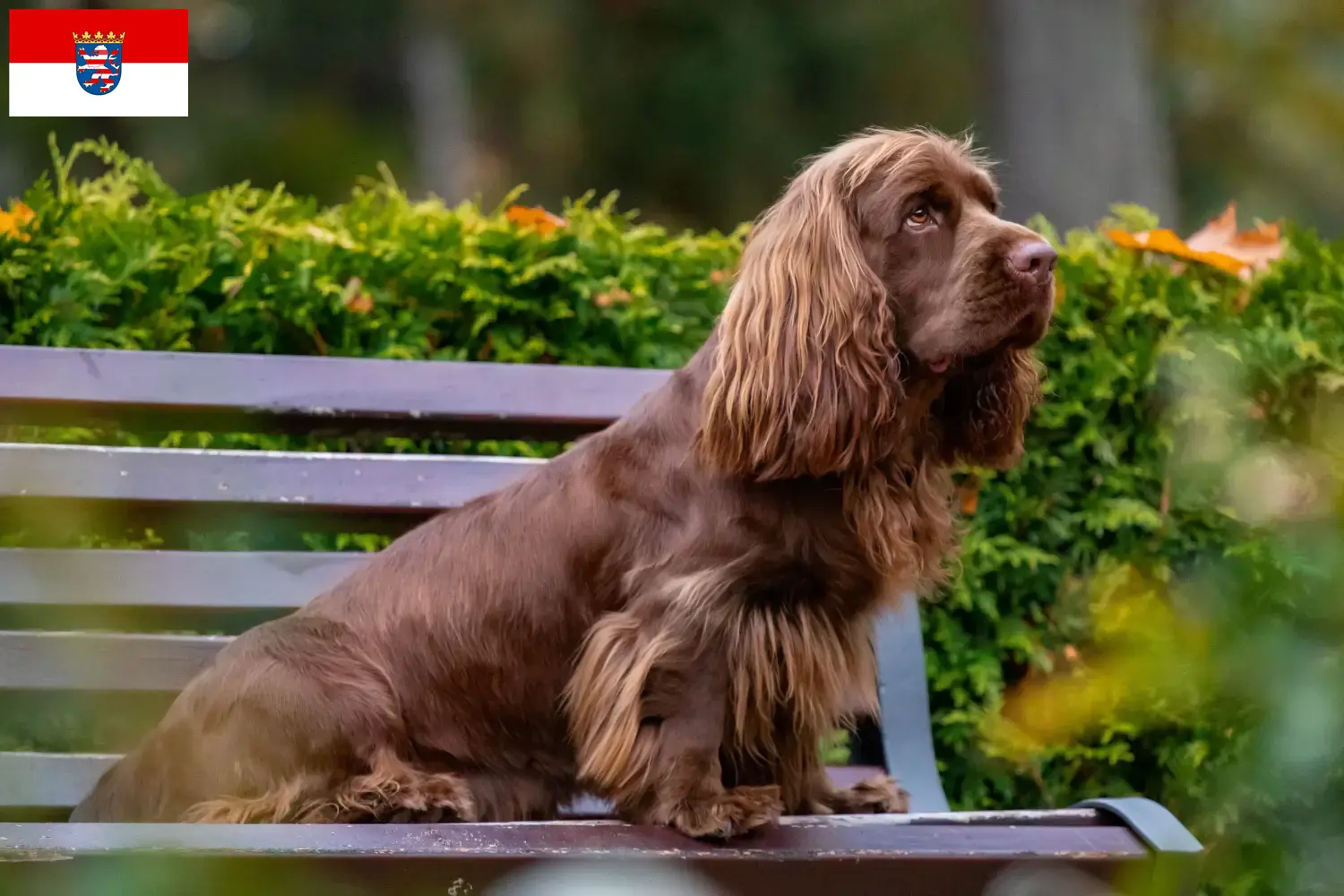 Read more about the article Sussex-Spaniel tenyésztők és kölykök Hessenben