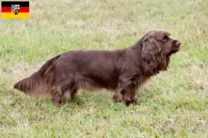 Read more about the article Sussex-Spaniel tenyésztők és kölykök Saar-vidéken
