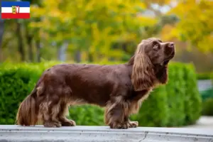 Read more about the article Sussex-Spaniel tenyésztők és kölykök Schleswig-Holstein tartományban