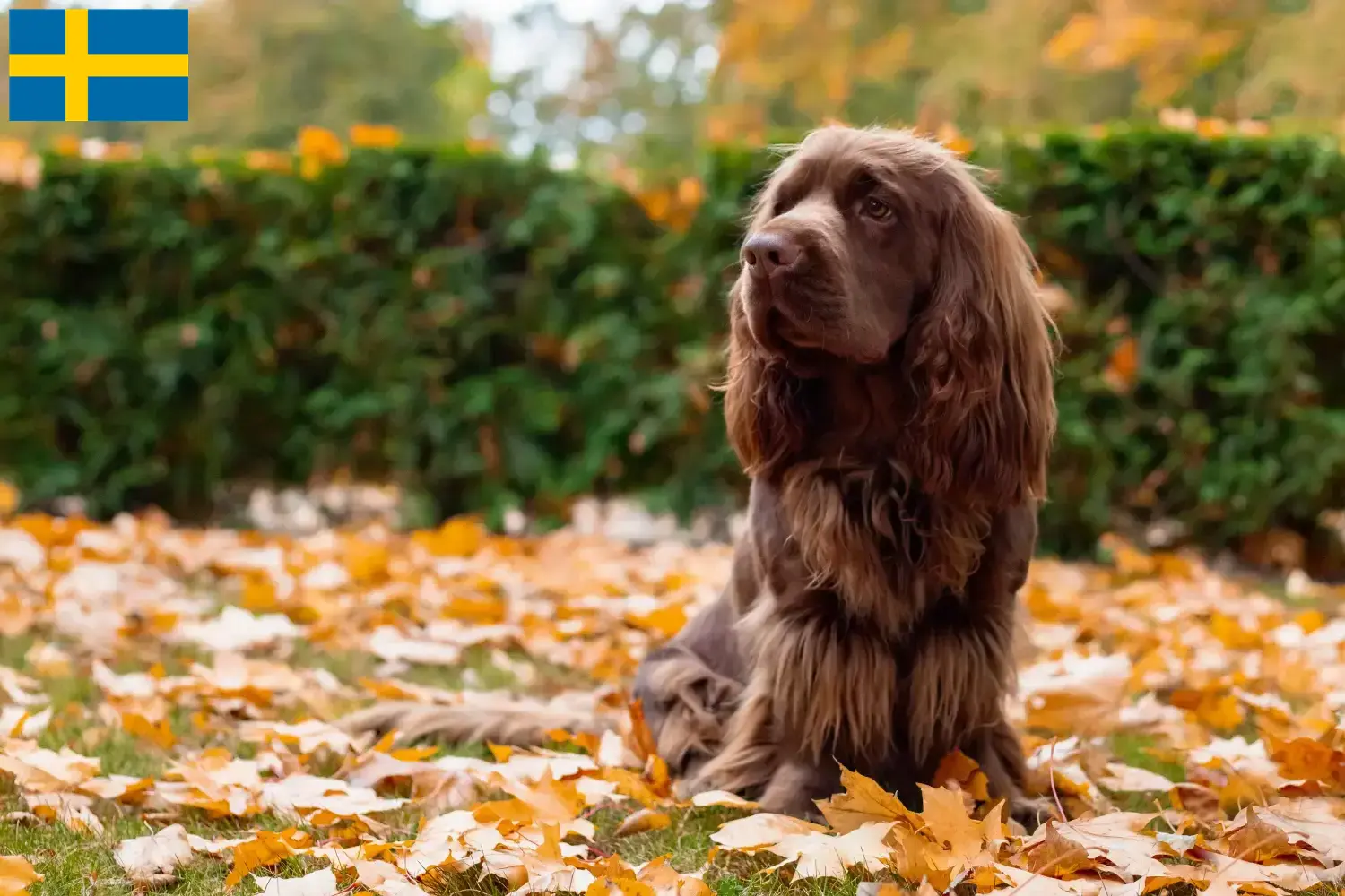 Sussex spániel kölykök és tenyésztők Svédországban Svédországban található Sussex-Spaniel tenyésztőket itt találsz.