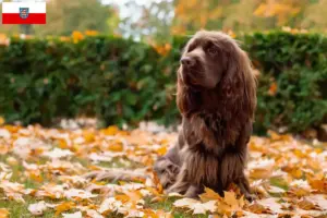 Read more about the article Sussex-Spaniel tenyésztők és kölykök Türingiában