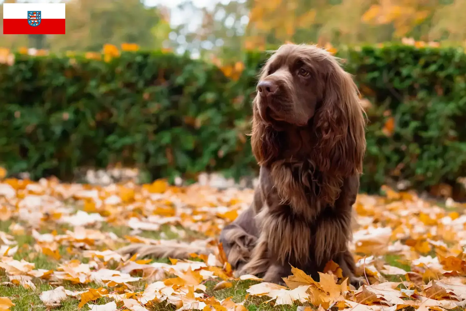 Read more about the article Sussex-Spaniel tenyésztők és kölykök Türingiában