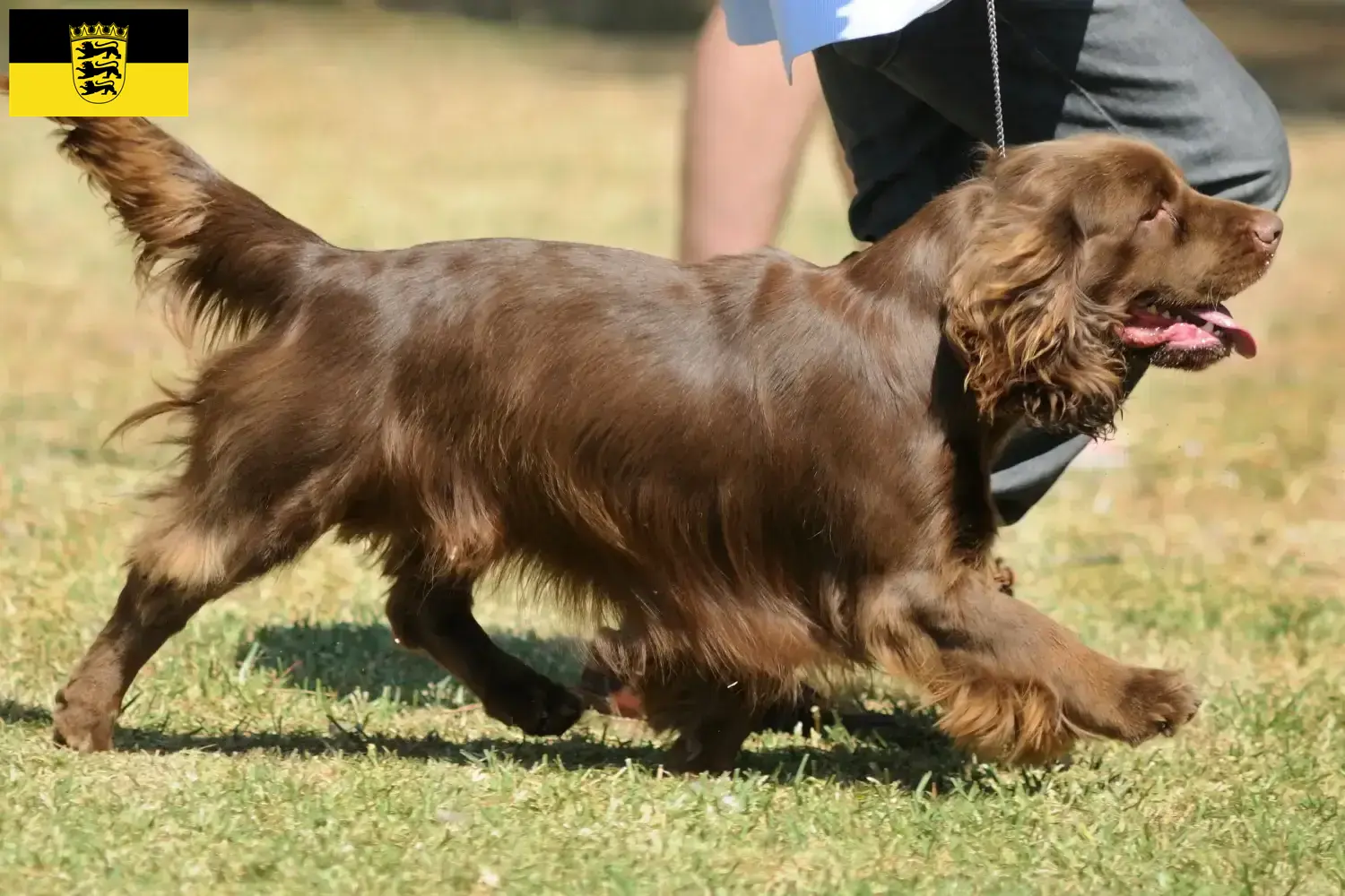 Sussex-Spaniel kiskutyák és tenyésztők Baden-Württemberg tartományban Itt találhat Sussex-spániel tenyésztőket Baden-Württembergben.