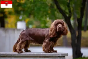 Read more about the article Sussex-Spaniel tenyésztők és kölykök Brandenburgban