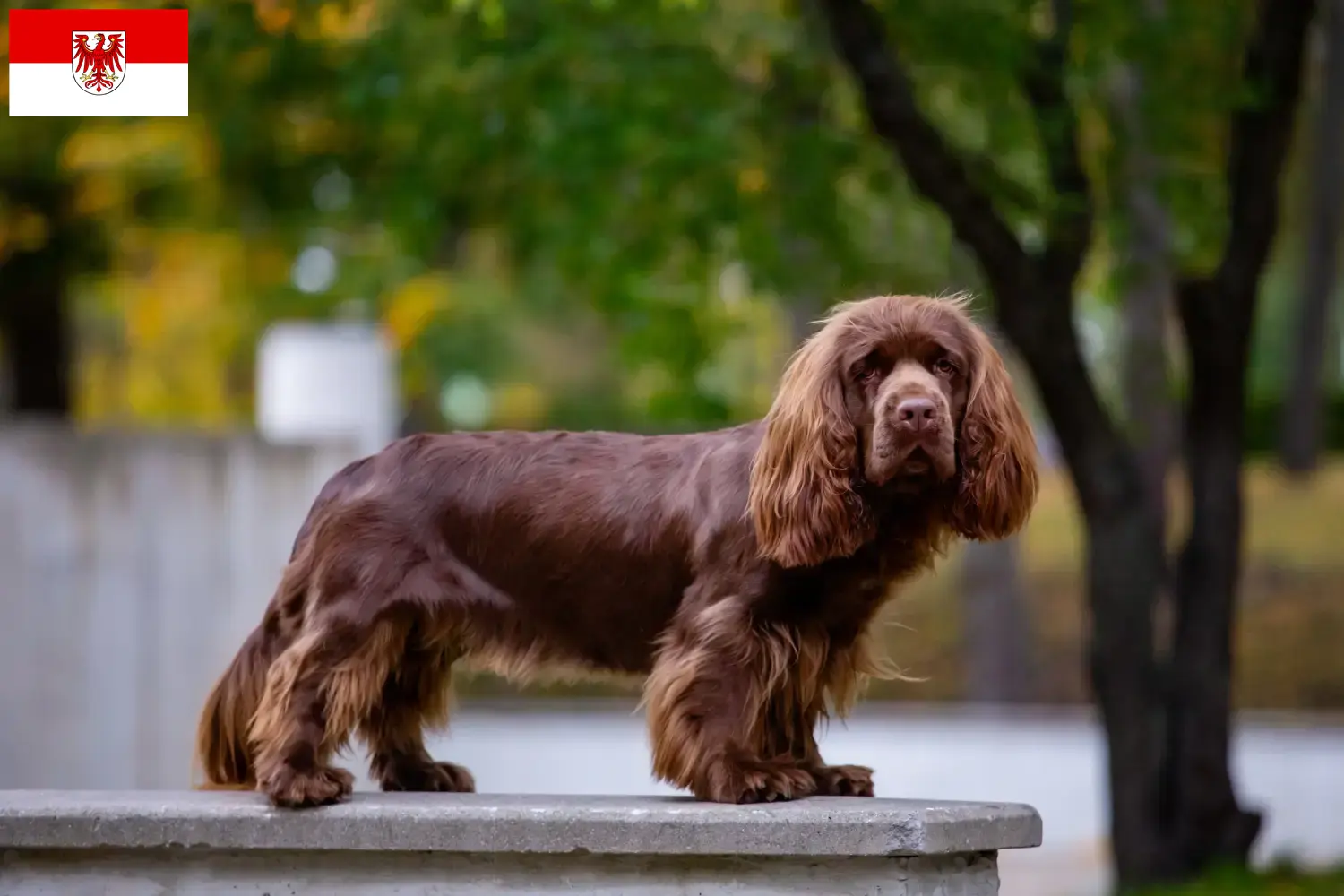 Read more about the article Sussex-Spaniel tenyésztők és kölykök Brandenburgban