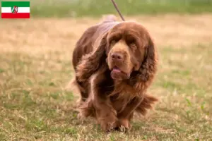 Read more about the article Sussex-Spaniel tenyésztők és kiskutyák Észak-Rajna-Vesztfália területén