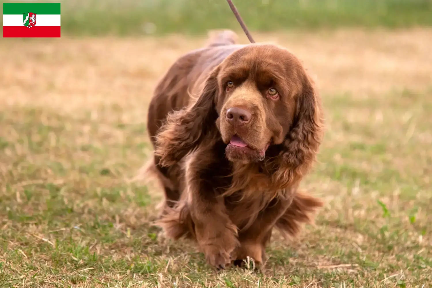 Sussex-Spaniel kiskutyák és tenyésztők Észak-Rajna-Vesztfália Itt találhat Sussex-spániel tenyésztőket Észak-Rajna-Vesztfália területén.