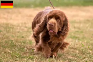 Read more about the article Sussex-Spaniel tenyésztők és kölykök Németországban