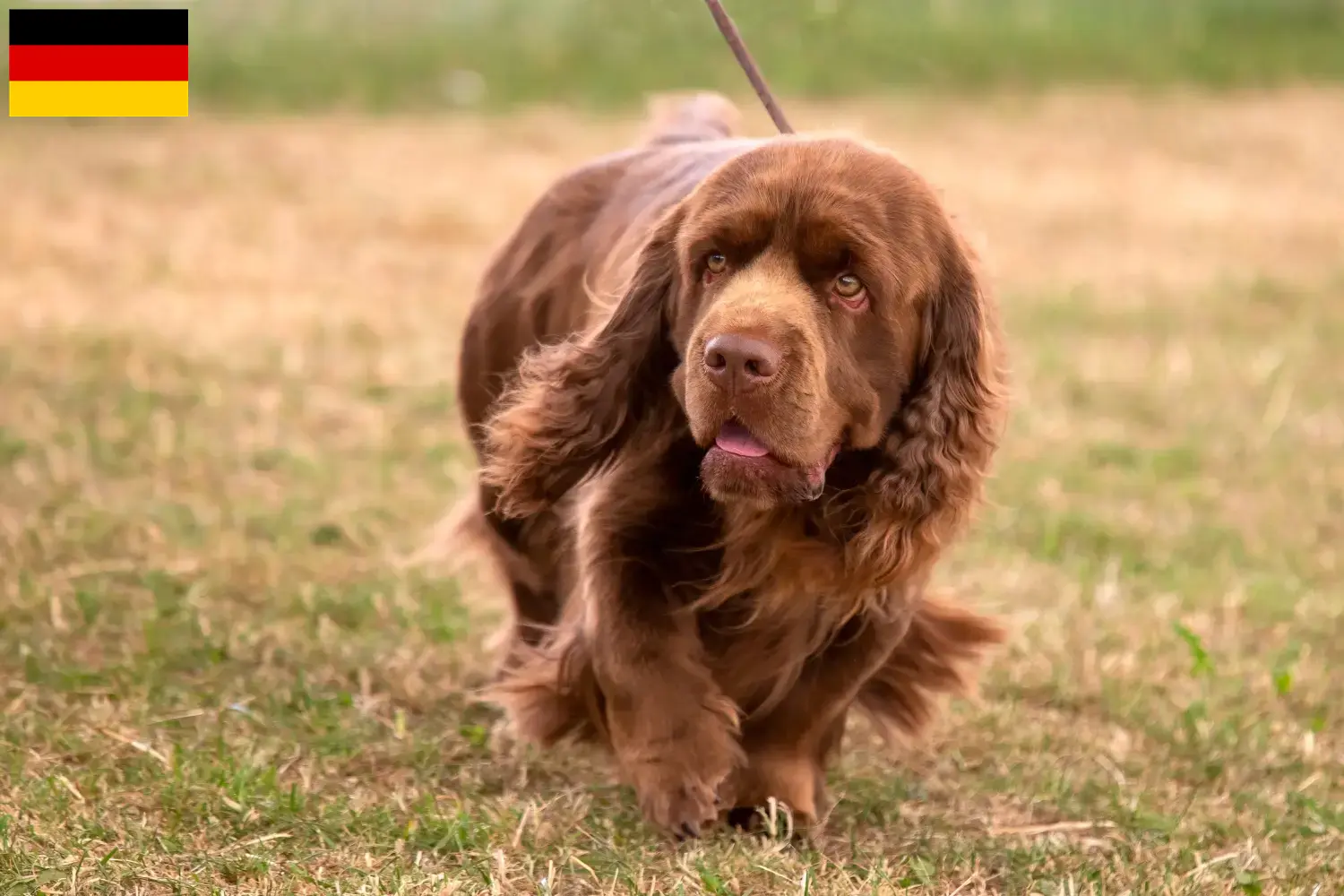 Read more about the article Sussex-Spaniel tenyésztők és kölykök Németországban