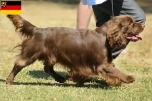 Read more about the article Sussex-Spaniel tenyésztők és kölykök Rajna-vidék-Pfalzban