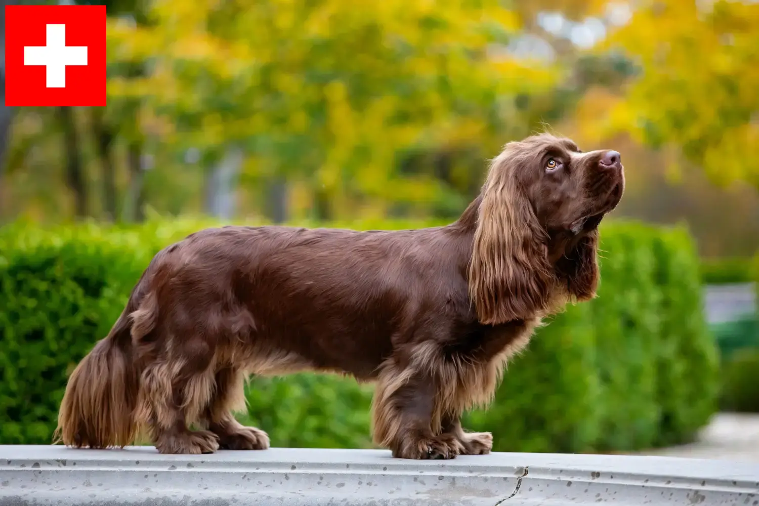 Sussex-Spaniel kölykök és tenyésztők Svájcban Itt találhat Sussex-Spaniel tenyésztőket Svájcban.