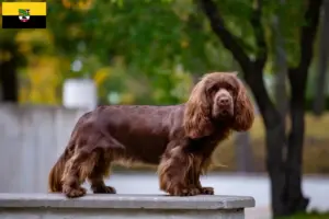 Read more about the article Sussex-Spaniel tenyésztők és kölykök Szász-Anhaltban