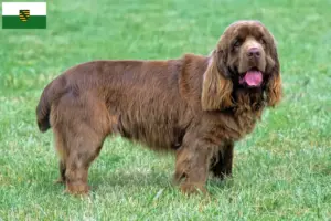 Read more about the article Sussex-Spaniel tenyésztők és kölykök Szászországban