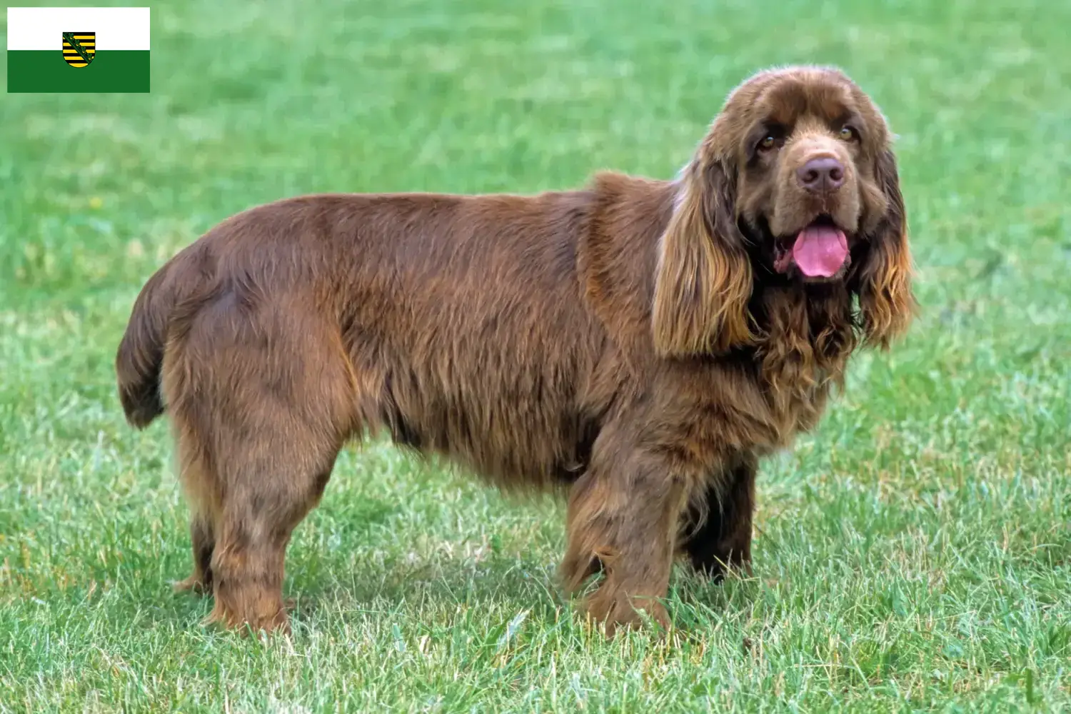 Read more about the article Sussex-Spaniel tenyésztők és kölykök Szászországban