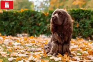 Read more about the article Sussex-Spaniel tenyésztő és kölykök Hamburgban