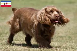 Read more about the article Sussex-Spaniel tenyésztők és kölykök Mecklenburg-Vorpommernben
