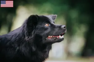 Read more about the article Svéd Lapphund tenyésztők és kölykök az USA-ban