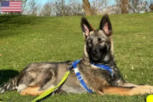 Read more about the article Sylvan társas kutyatenyésztők és kölykök az USA-ban