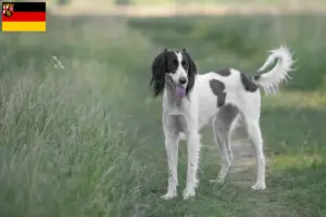 Read more about the article Taigan tenyésztők és kölykök Rajna-vidék-Pfalzban