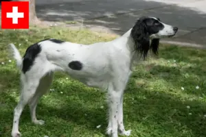 Read more about the article Taigan tenyésztők és kölykök Svájcban