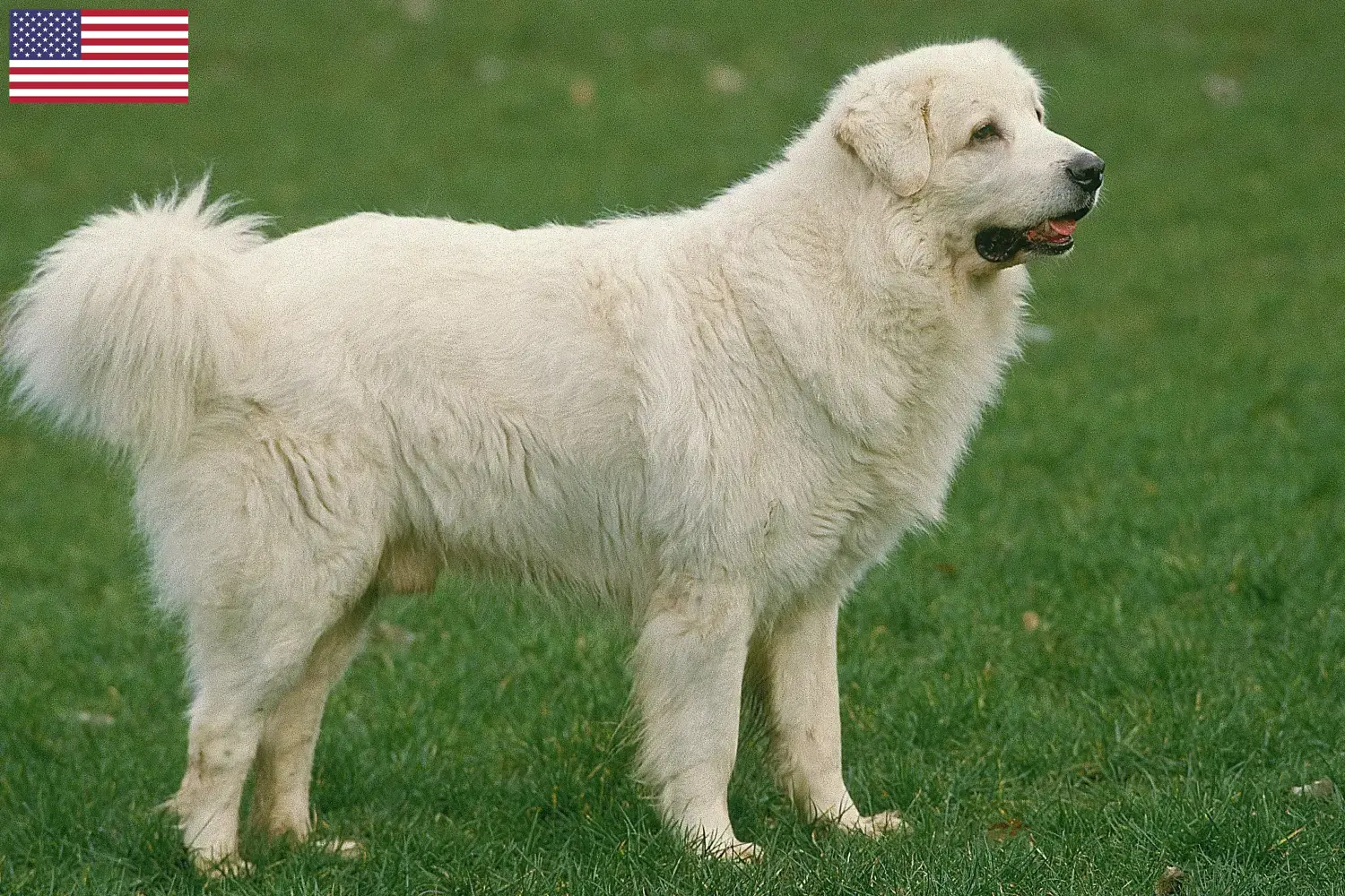 Read more about the article Tatra Sheepdog tenyésztők és kölykök az USA-ban